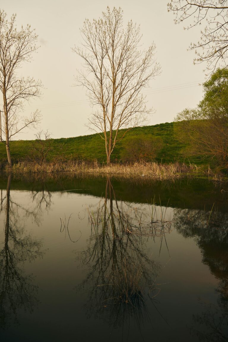 enhance photo of clear lake and trees